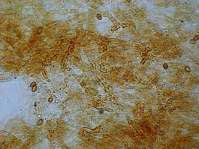 Pholiota spec. (cfr. Pholiota mixta)